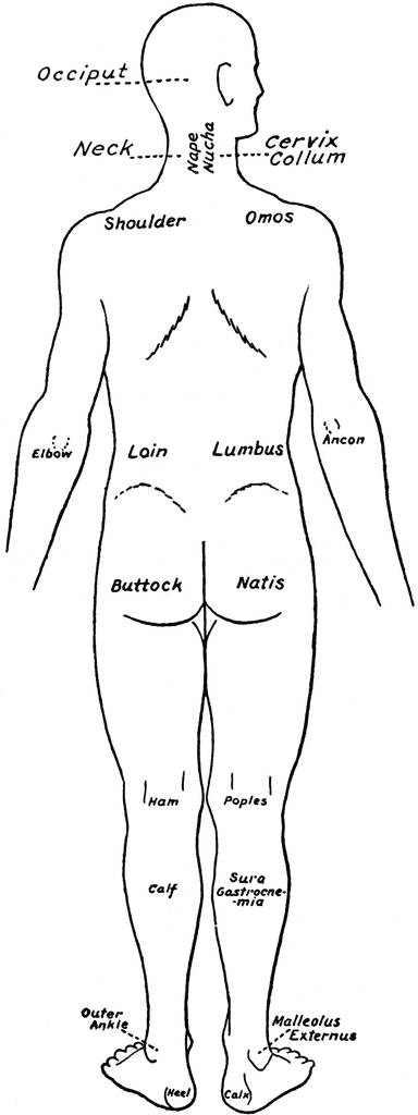 Body Diagram