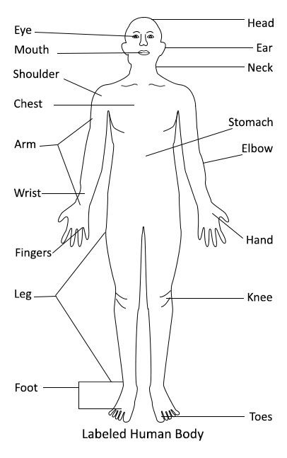 Body Diagram